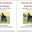 affiche recherche chat