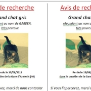 affiche recherche chat