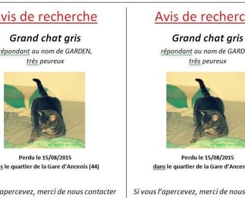 affiche recherche chat