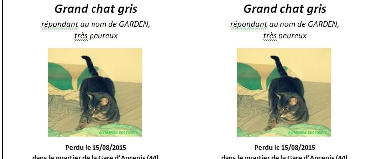 affiche recherche chat