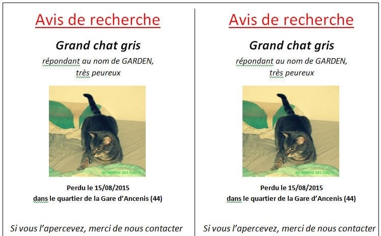 affiche recherche chat perdu affiche recherche chat
