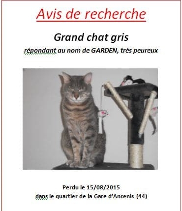 avis de recherche chat chien perdu disparu avis de recherche chat chien perdu disparu