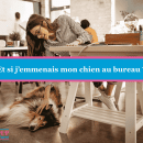 Et si j’emmenais mon chien au bureau